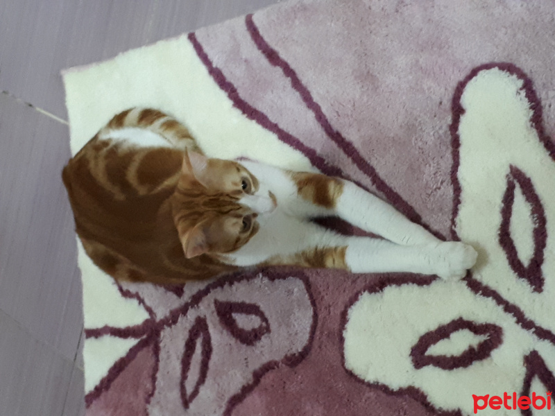 Tekir Kedi, Kedi  Tarçın fotoğrafı