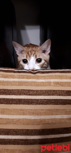 Tekir Kedi, Kedi  Tarçın fotoğrafı