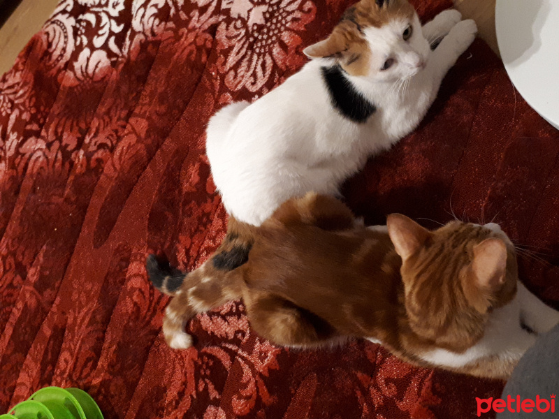 Tekir Kedi, Kedi  Tarçın fotoğrafı