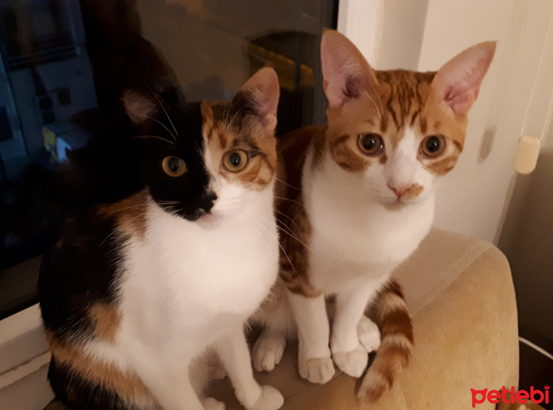 Tekir Kedi, Kedi  Tarçın fotoğrafı