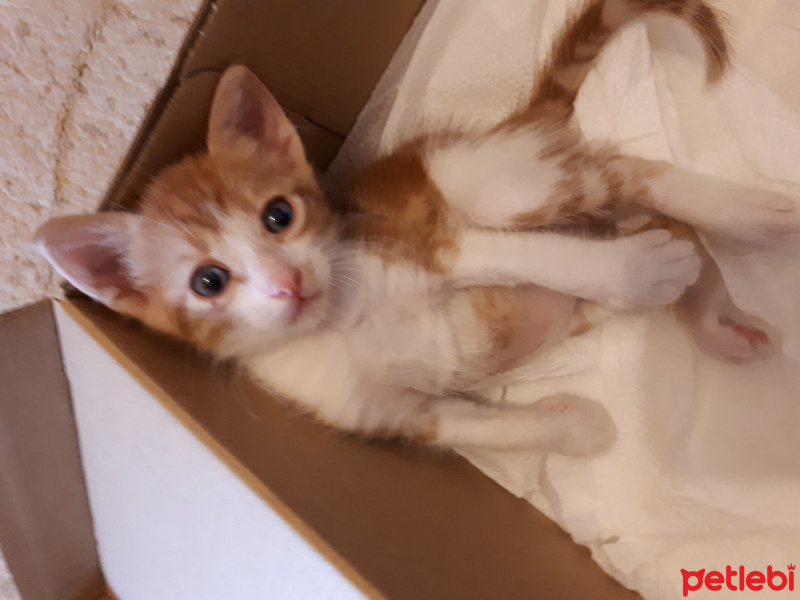 Tekir Kedi, Kedi  Tarçın fotoğrafı