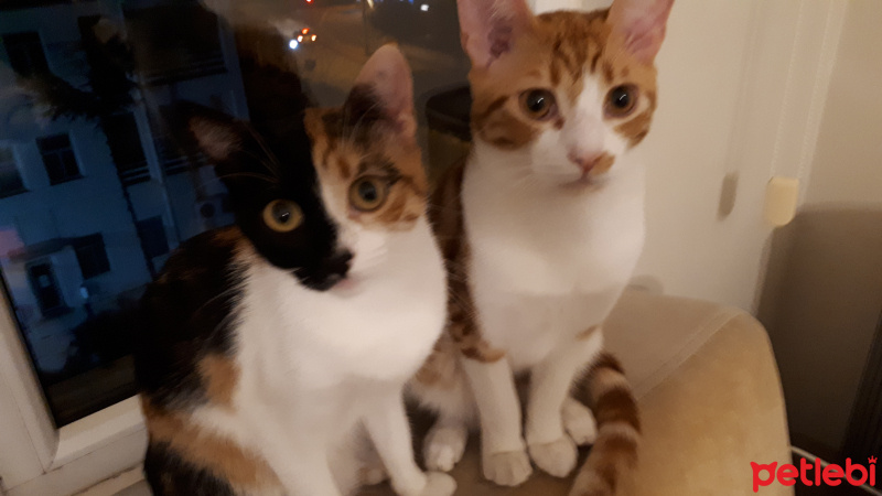 Tekir Kedi, Kedi  Tarçın fotoğrafı