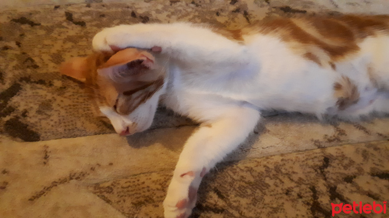 Tekir Kedi, Kedi  Tarçın fotoğrafı