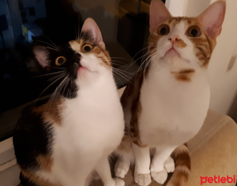 Tekir Kedi, Kedi  Tarçın fotoğrafı