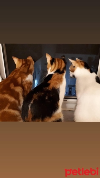 Tekir Kedi, Kedi  Tarçın fotoğrafı