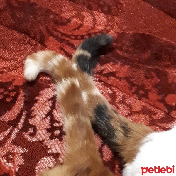 Tekir Kedi, Kedi  Tarçın fotoğrafı