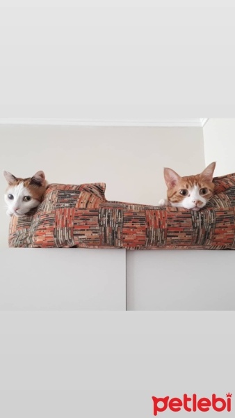 Tekir Kedi, Kedi  Tarçın fotoğrafı