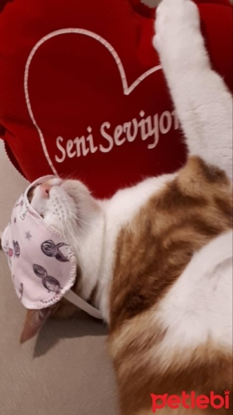 Tekir Kedi, Kedi  Tarçın fotoğrafı