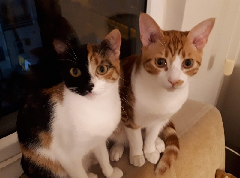 Tekir Kedi, Kedi  Tarçın fotoğrafı