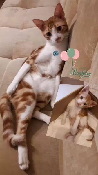 Tekir Kedi, Kedi  Tarçın fotoğrafı