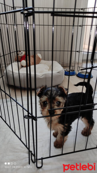 Yorkshire Terrier, Köpek  Zeus fotoğrafı