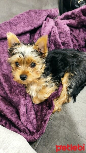 Yorkshire Terrier, Köpek  Zeus fotoğrafı