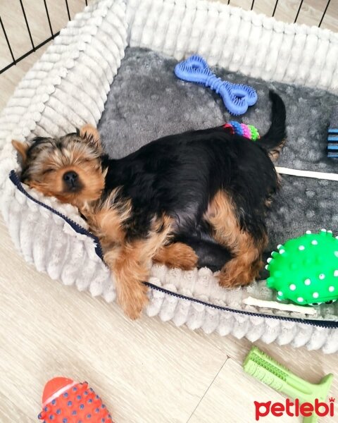 Yorkshire Terrier, Köpek  Zeus fotoğrafı