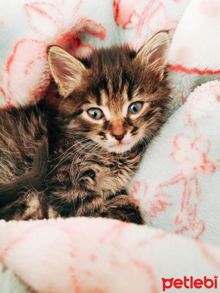 Tekir Kedi, Kedi  Ayzena fotoğrafı