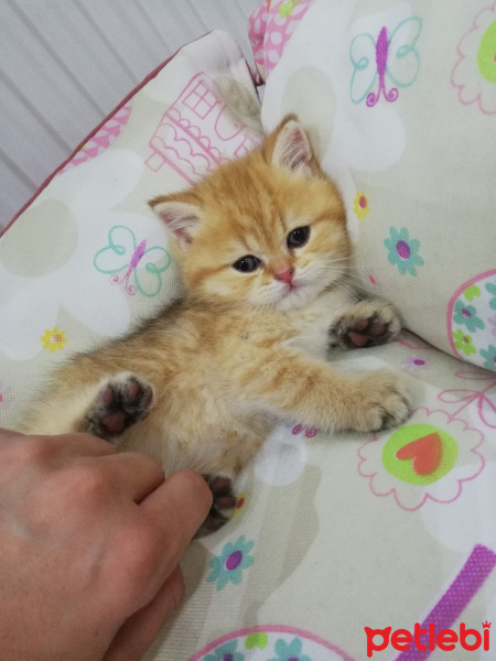 British Shorthair, Kedi  Tarçın fotoğrafı