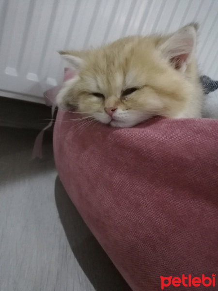 British Shorthair, Kedi  Tarçın fotoğrafı