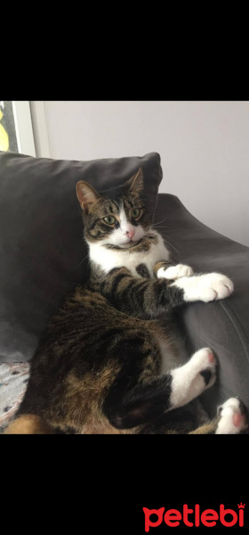Tekir Kedi, Kedi  Zeytin fotoğrafı