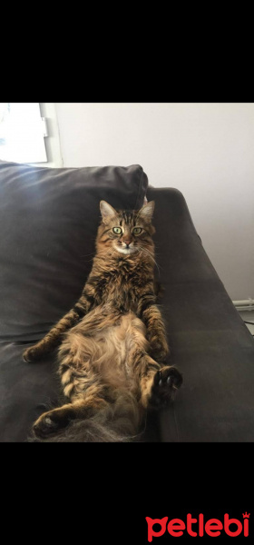 Tekir Kedi, Kedi  Mia fotoğrafı