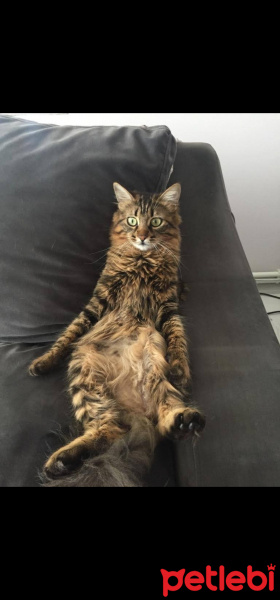 Tekir Kedi, Kedi  Mia fotoğrafı