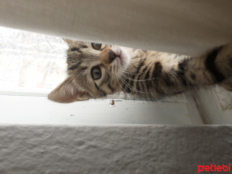 Tekir Kedi, Kedi  Deva fotoğrafı