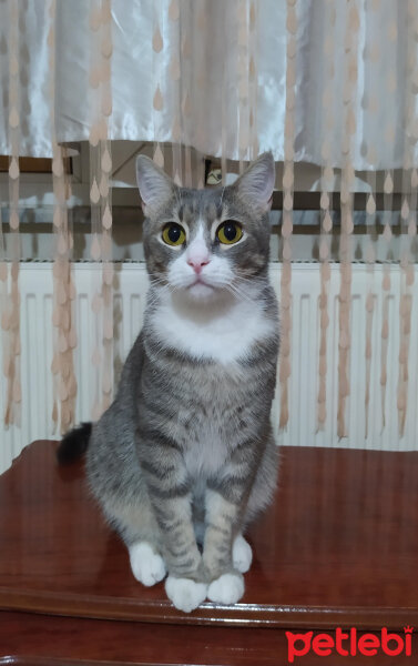 Tekir Kedi, Kedi  Paşa fotoğrafı