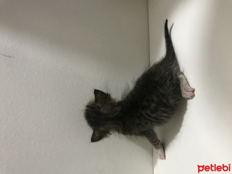 Tekir Kedi, Kedi  Kedi fotoğrafı