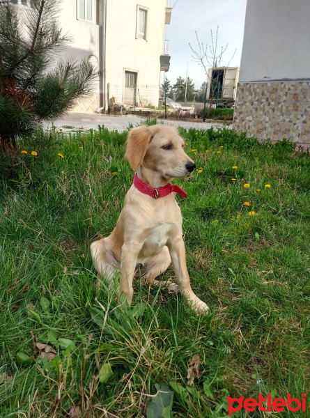Golden Retriever, Köpek  Misha fotoğrafı