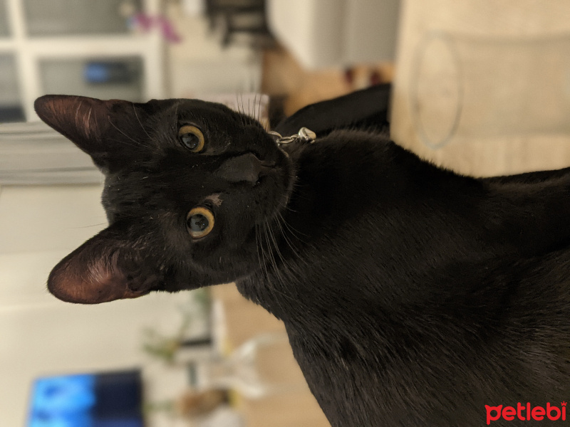 Tekir Kedi, Kedi  Astro fotoğrafı