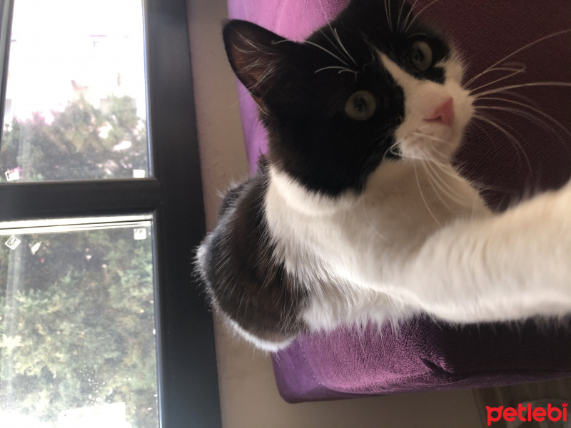 Tekir Kedi, Kedi  Alis fotoğrafı