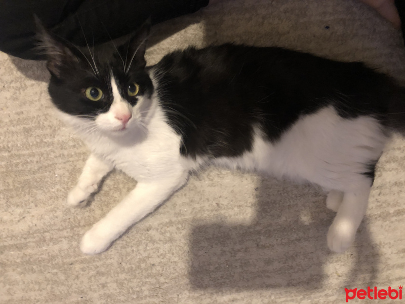 Tekir Kedi, Kedi  Alis fotoğrafı