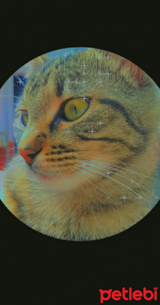 Tekir Kedi, Kedi  Minusi fotoğrafı