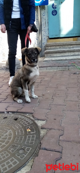 Sokö (Sokak Köpeği), Köpek  Hera fotoğrafı