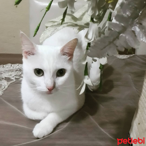 Ankara Kedisi, Kedi  Lokum fotoğrafı