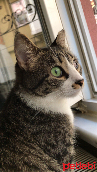 Tekir Kedi, Kedi  Zilli fotoğrafı