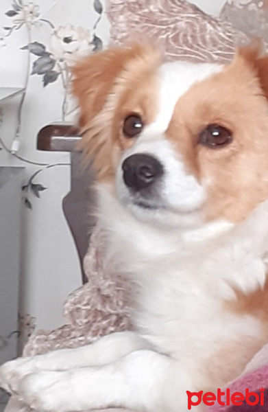 Pomeranyalı, Köpek  Linda fotoğrafı
