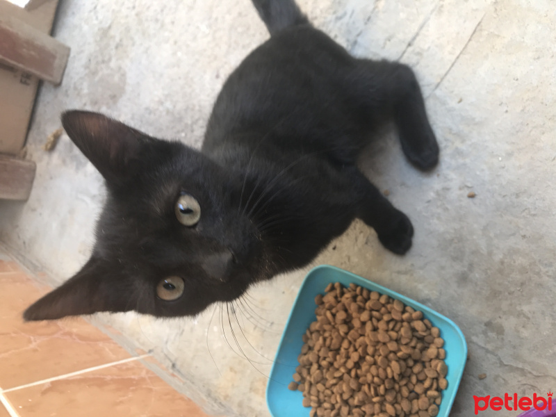 Bombay, Kedi  Şişko fotoğrafı