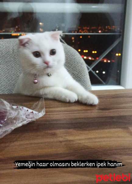 Scottish Fold, Kedi  İpek fotoğrafı