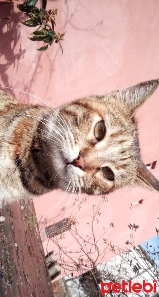 Tekir Kedi, Kedi  Tarçın fotoğrafı