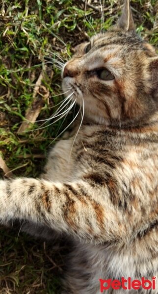 Tekir Kedi, Kedi  Tarçın fotoğrafı