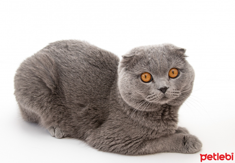 British Shorthair, Kedi  Sherlock fotoğrafı