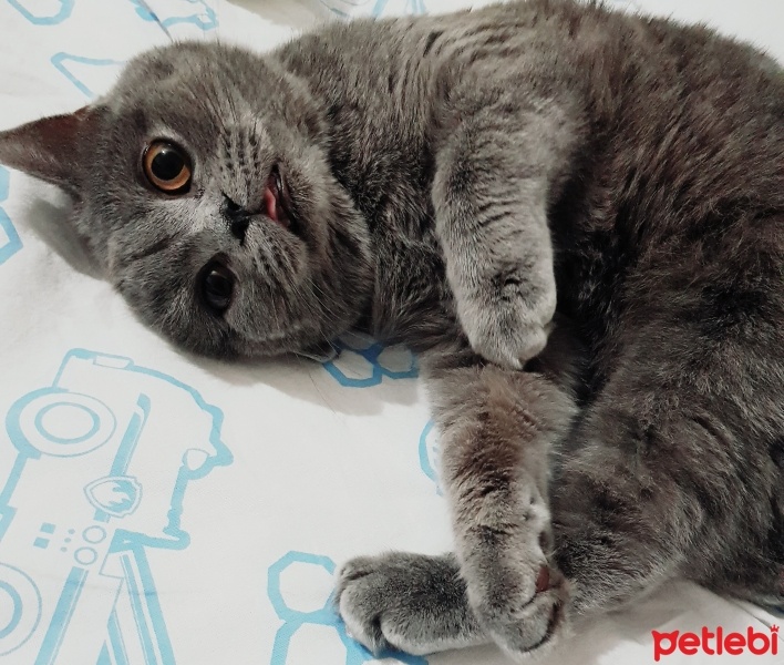 British Shorthair, Kedi  Hayal fotoğrafı