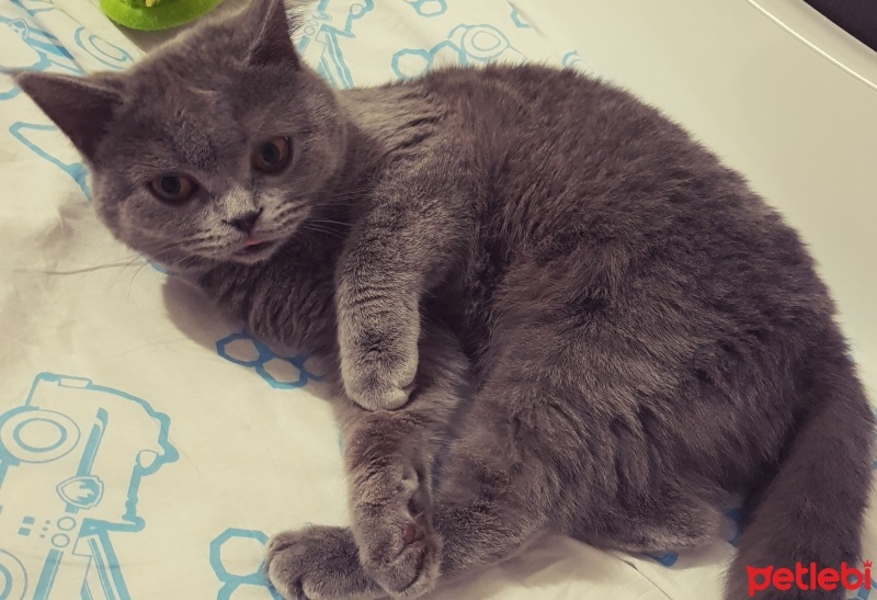 British Shorthair, Kedi  Hayal fotoğrafı