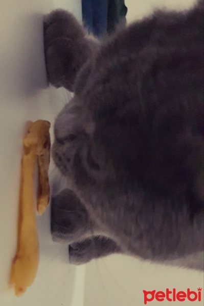 British Shorthair, Kedi  Hayal fotoğrafı