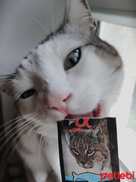 Tekir Kedi, Kedi  Pur fotoğrafı