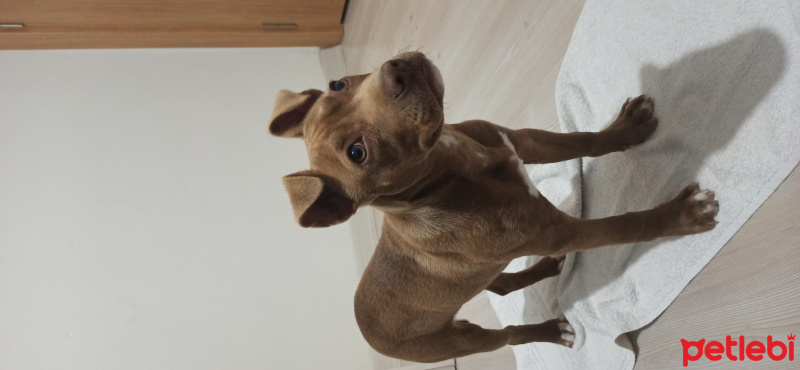 Amerikan Pitbull Terrier, Köpek  Nata fotoğrafı