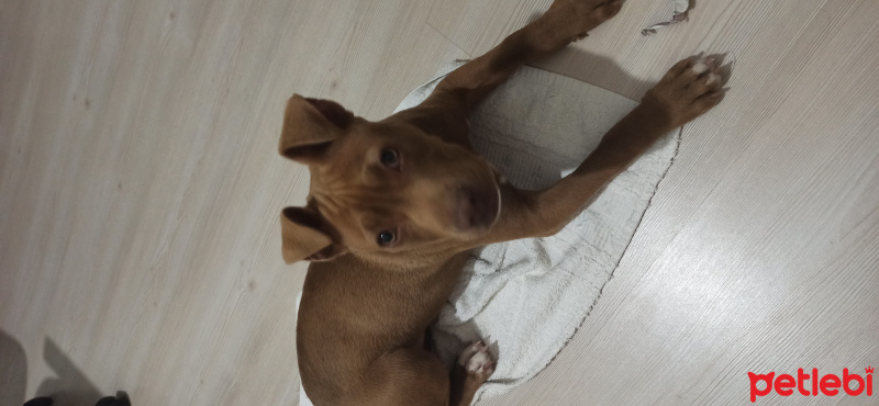Amerikan Pitbull Terrier, Köpek  Nata fotoğrafı