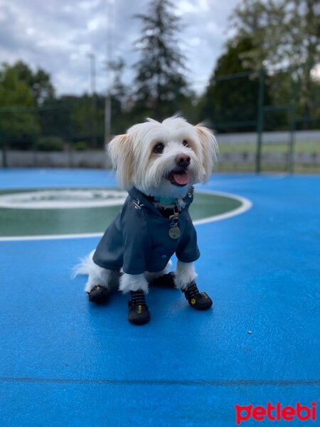 Maltese, Köpek  Marco fotoğrafı