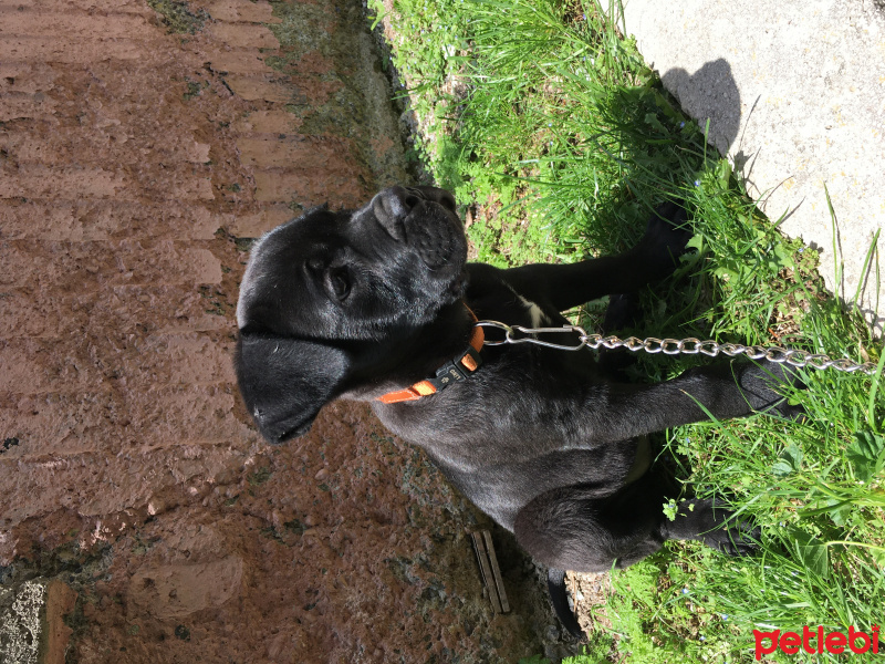 Cane Corso Italiano, Köpek  Gece fotoğrafı