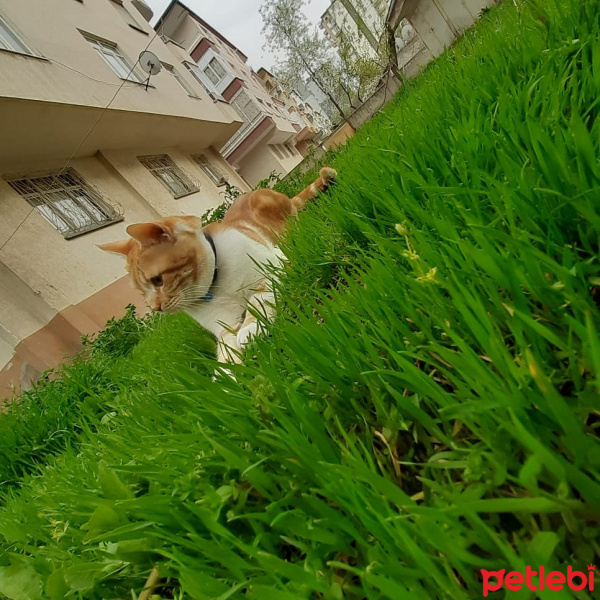 Sarman, Kedi  Minoş fotoğrafı