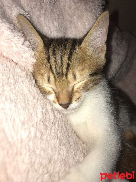 Tekir Kedi, Kedi  Alaca fotoğrafı